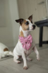 PACK BASICO VELVET ROSADO