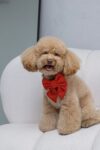 PACK BASICO VELVET ROJO