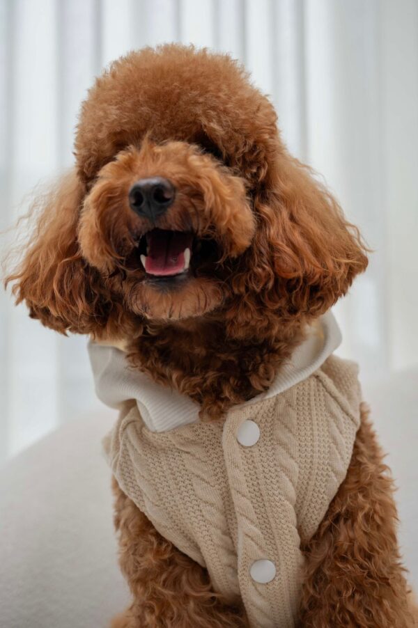 COZY JACKET