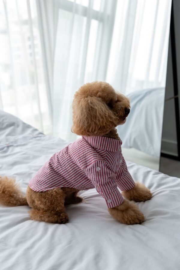 CAMISA CLAUS