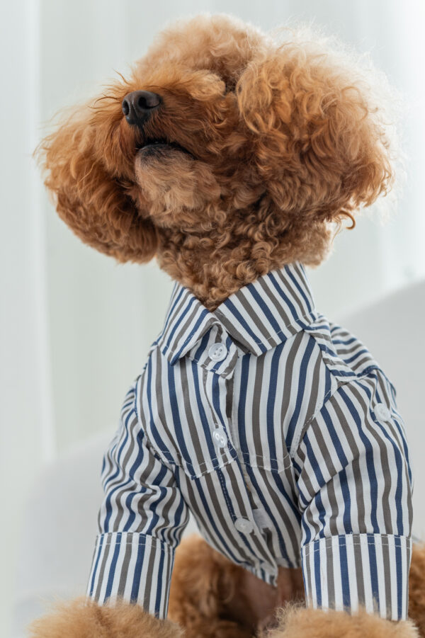CAMISA CLEMENT