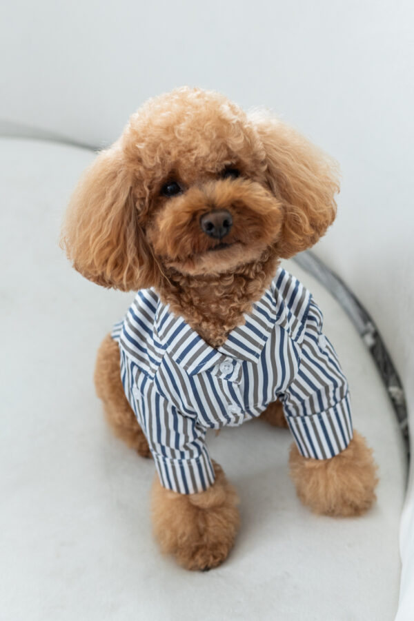 CAMISA CLEMENT