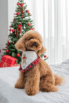 BANDANA GINGERBREAD