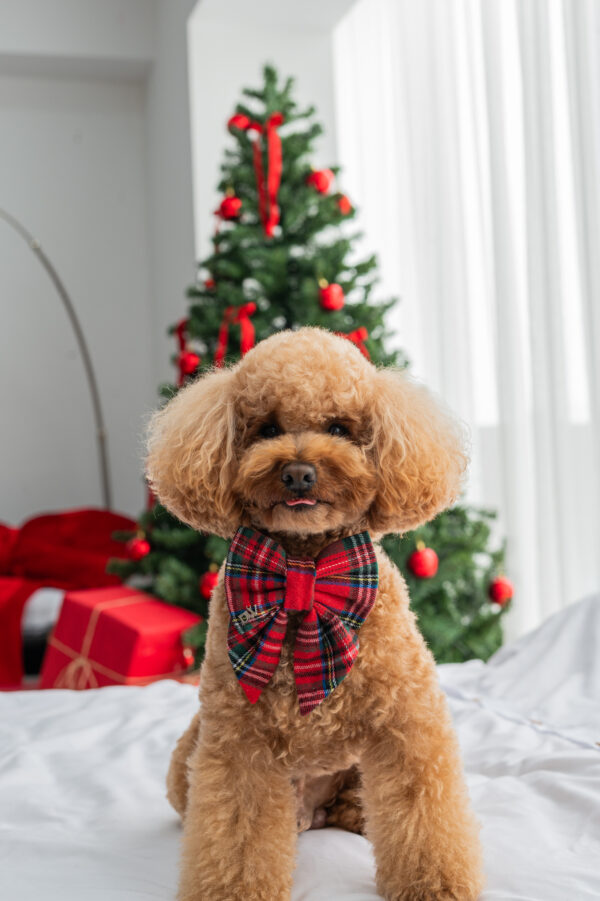 COLLAR + LAZO MERRY
