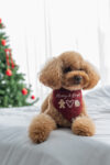 BANDANA MERRY AND BRIGHT