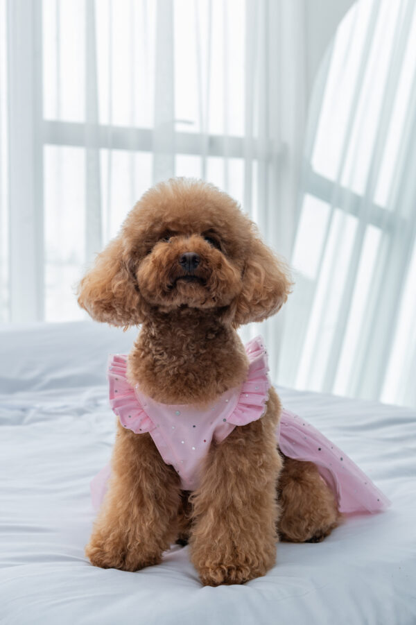 STELLA DRESS