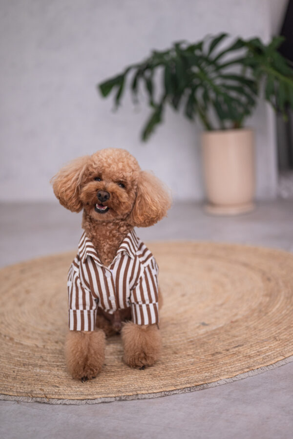 CAMISA NOAH