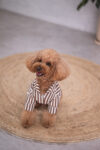 CAMISA NOAH