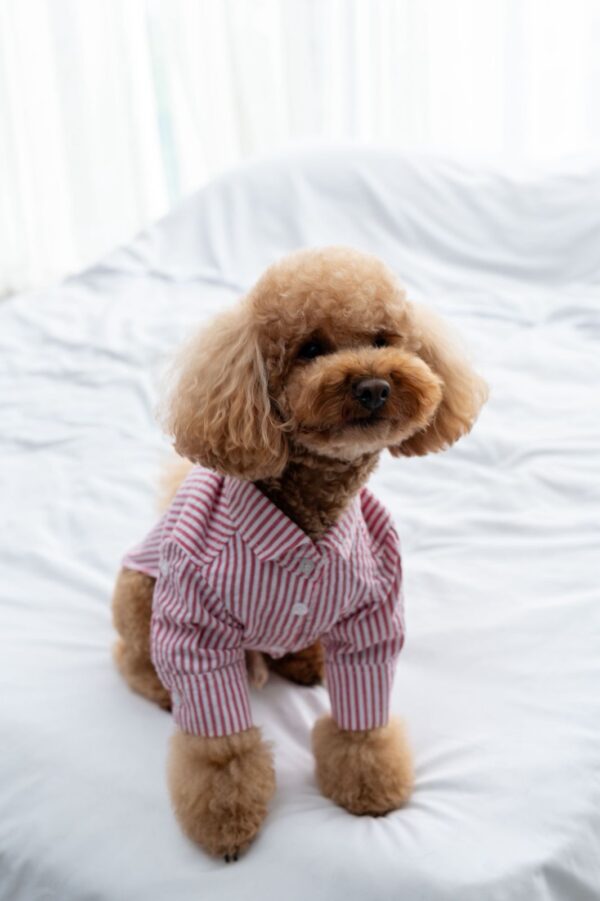 CAMISA CLAUS