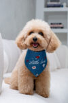 BANDANA LITTLE LOVE