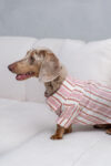 CAMISA DANTE