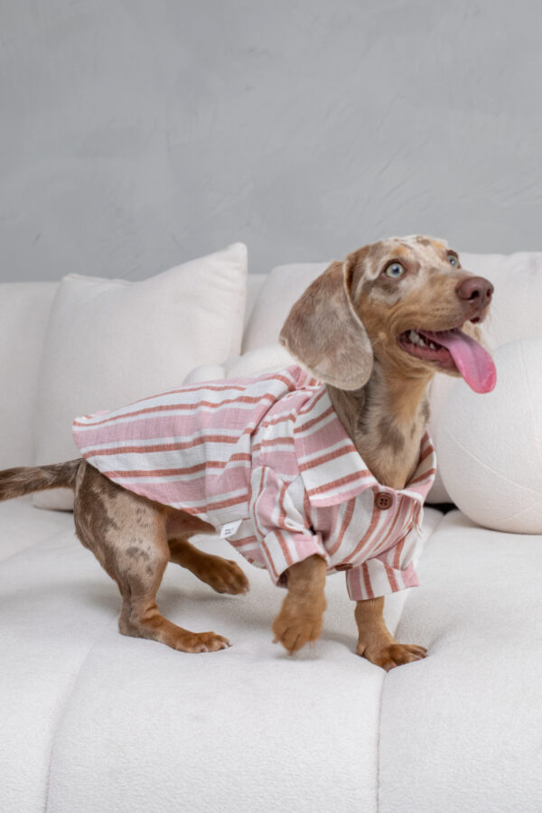 CAMISA DANTE
