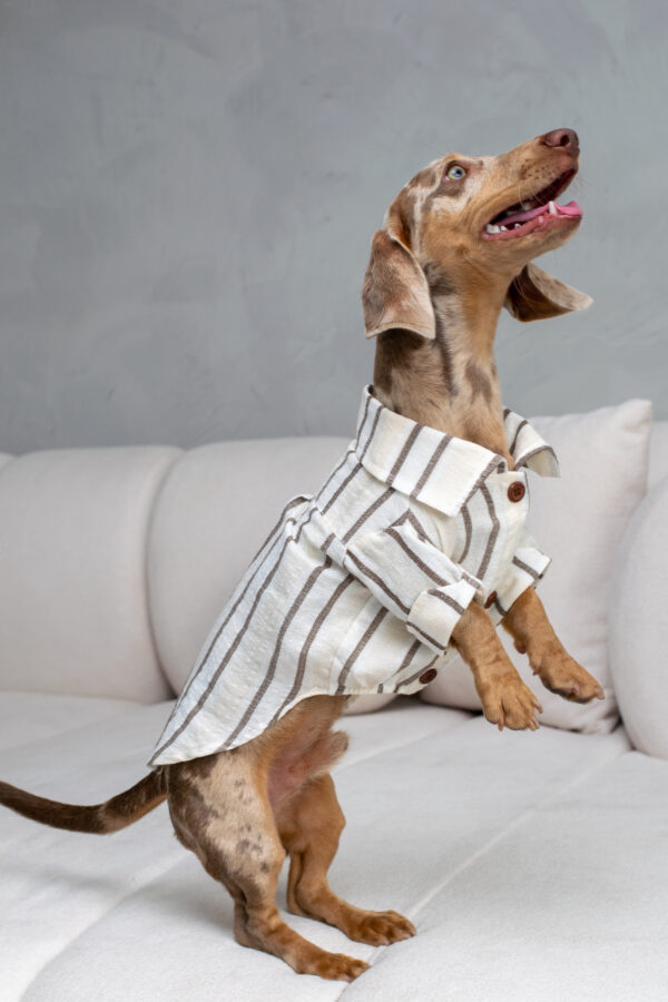 CAMISA DANTE